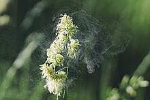 Cat grass (Dactylis glomerata) spreading pollen by wind