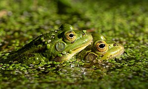 20. Platz: Karsten von Berg Neu! mit Froschpaar im Kottenforst bei Bonn