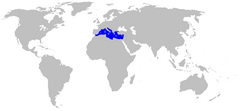 Distribuição da Posidonia oceanica