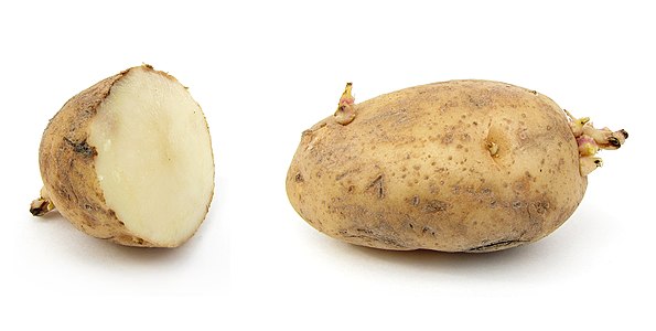 Russet Burbank potato, by ZooFari