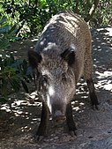 Sardinian Wild Boar