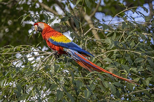 Scarlet macaw