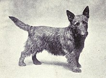 "A drawing of a dog resembling a modern Scottish Terrier."