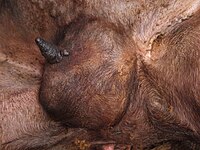 Udder of a Roux du Valais sheep after a healed mastitis; one teat was lost due to the disease.