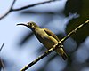 A spectacled spiderhunter