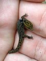 Salamanquita de la Virgen (Sphaerodactylus macrolepis)