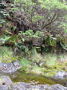 Hillside with lush ferns and small trees over a pond filled with algae