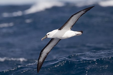 Flying Indian yellow-nosed albatross, by JJ Harrison