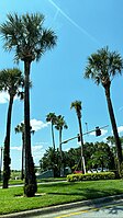 Palm Tree Orlando Florida