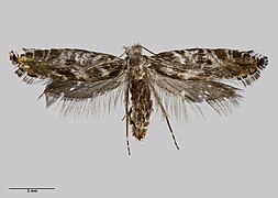 Tinea astraea