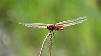 Male with tatty wings