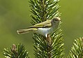 Western Bonelli's warbler