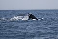 Humpback whale fluking right off the coast of Carrillo