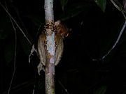 Brown tarsier