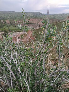 گیاه قیچ (Zygophyllum Atriplicoides) در بهبهان