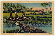 Illustration of a swampy scene in Florida; three young black children are seated on a log across a small pool of water from an alligator displaying its open mouth. The middle child wears a broad-brimmed hat. In the background are palm trees and a cabin next to open fields. The top of the postcard reads "Alligator Bait, Florida".
