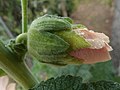 Calicule, calice et fleur.