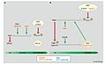 Hartmut C. Vodermaier (2004). "APC/C and SCF: Controlling Each Other and the Cell Cycle", Current Biology, 14 (787)