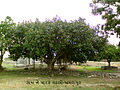 A banyan tree in village.