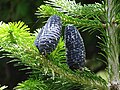 Pindrow fir Abies pindrow with dark purple cones