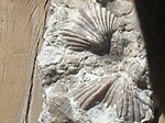 Abyssal Brachiopod