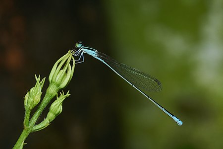 female