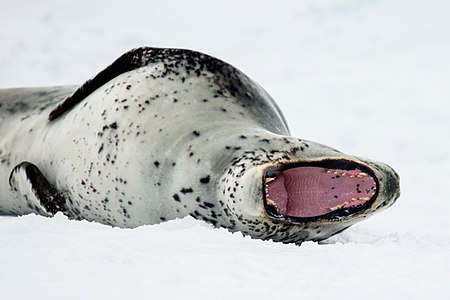 Leopard seal yawn