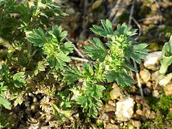 Peltopoimukki eli peltopoimulehti (Aphanes arvensis eli Alchemilla arvensis)