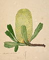 Banksia serrata [detalle] por John Lewin. De una serie de ilustraciones botánicas por el artista, C. 1803-1808.