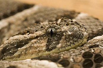 Vipère heurtante (Bitis arietans) dans un vivarium à Darmstadt en Allemagne. (définition réelle 3 888 × 2 592)