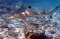 Requin à pointe noire (Carcharhinus melanopterus, Carcharhiniformes, Carcharhinidae), Maldives