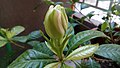 Blooming stages of gardenia flower (2 of 6)