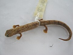 Description de l'image Bolitoglossa biseriata.jpg.