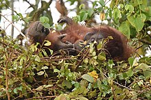 Orangutan lying on its back in a nest