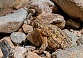 El sapo de caña (Rhinella marina), también conocido como sapo neotropical gigante o sapo marino, es una especie de anfibio anuro, de la familia Bufonidae. Este espécimen fue encontrado en el río seco de San Juan Bautista. Por Wilfredor.