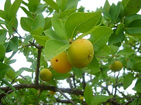 Frutos na árvore