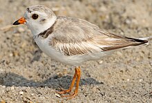 A piping plover standing on sand