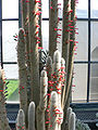 Silver Torch cactus