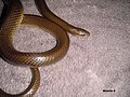 Paraphimophis rusticus