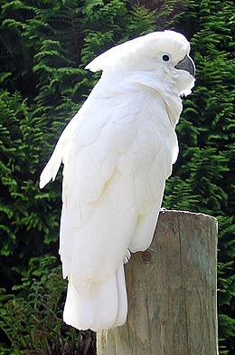 Какаду білий (Cacatua alba)