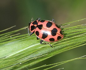 Coleomegilla maculata