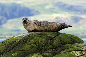 Common seal (Phoca vitulina)