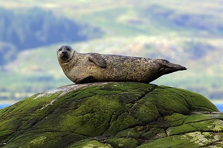 Harbor seal, by Charlesjsharp