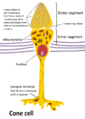 Schema di un cono (in inglese)