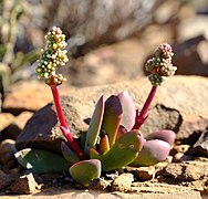 Crassula clavata