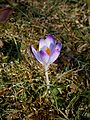 Crocus tommasinianus seedling