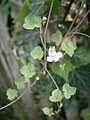 Cymbalaria muralis