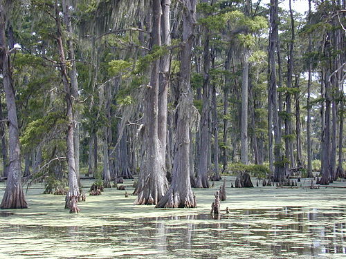 Baldcypress swamp in Louisiana.