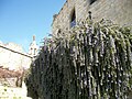 Romarin en fleur dans une rue de Deir El-Qamar