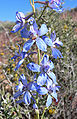 Delphinium parishii